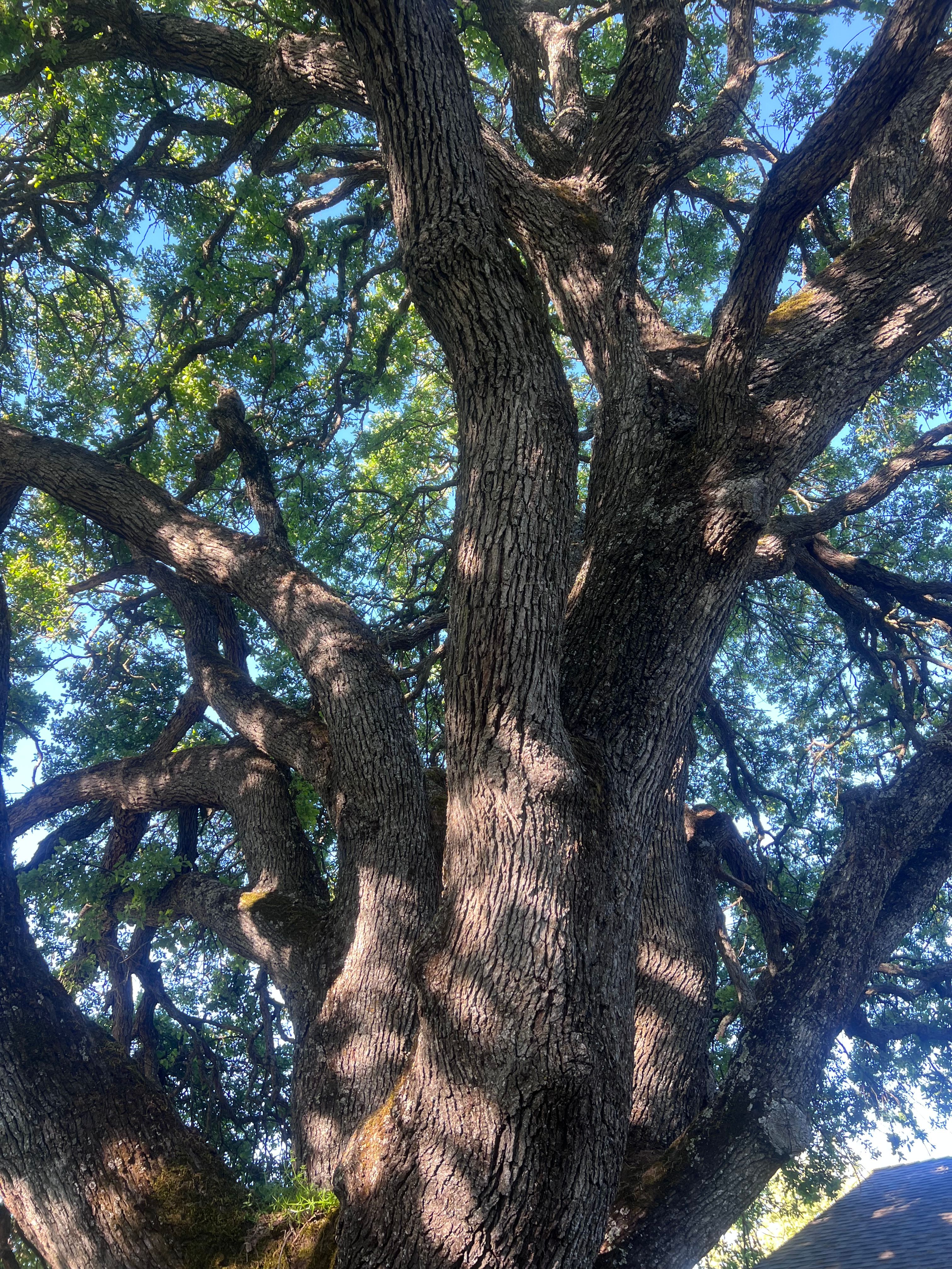 All Photos for Sammy's Tree Services in Rancho Cordova, CA