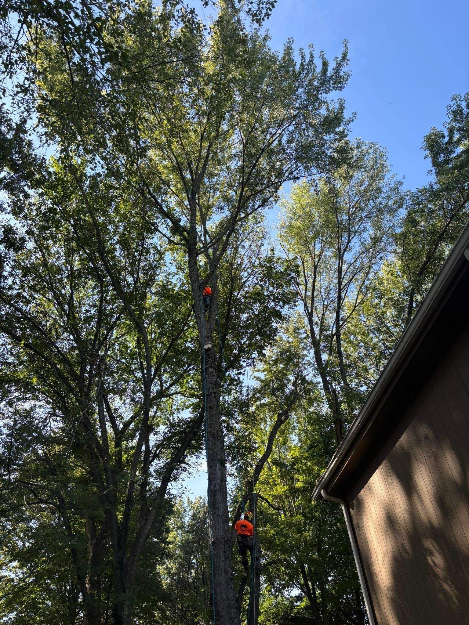 All Photos for Cross Family Tree Service in Kearney, MO