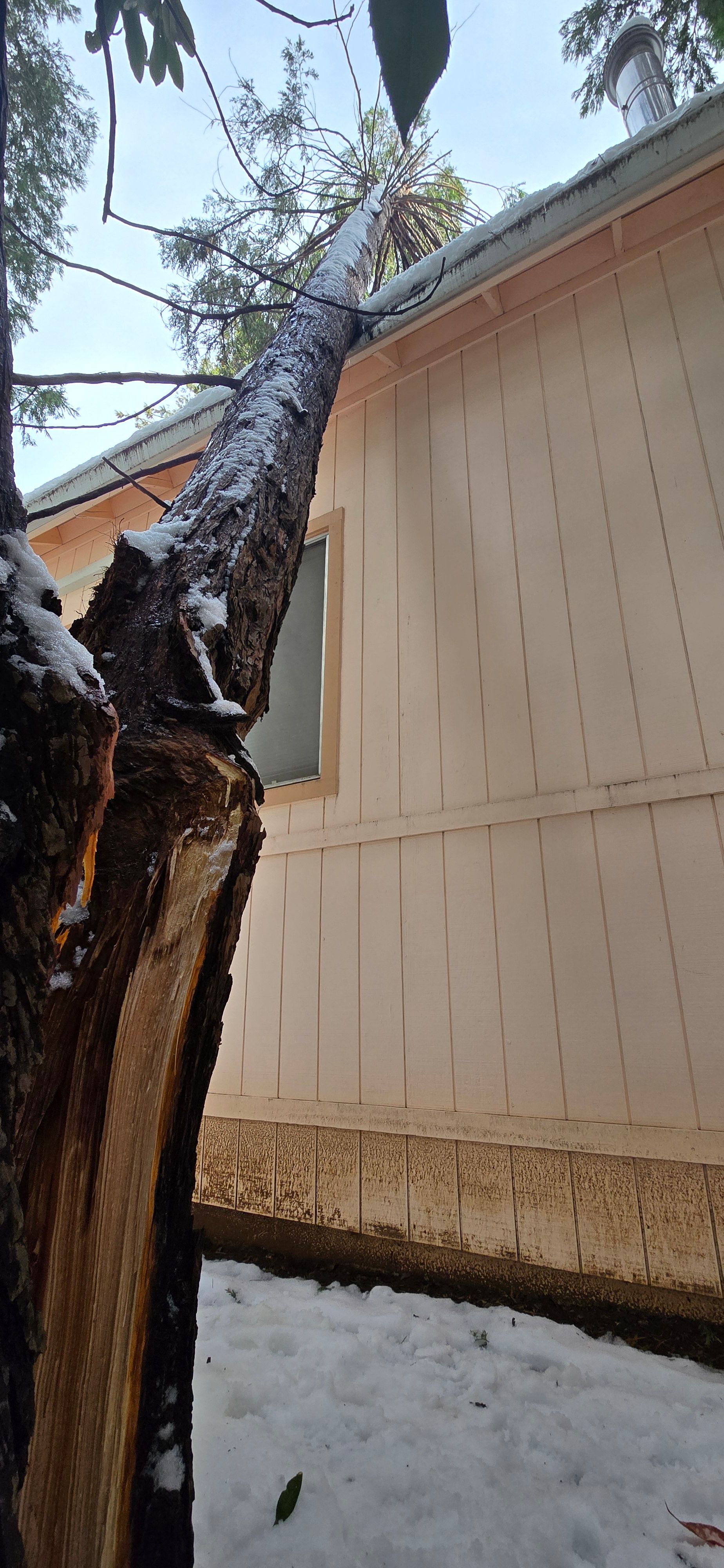  for George Staddan's Professional Tree Care in Placerville, CA