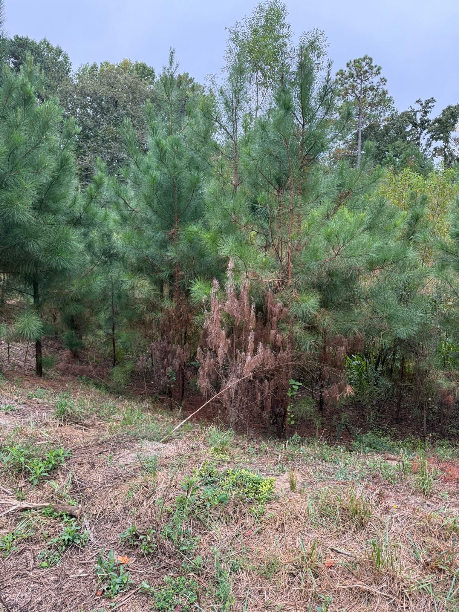  for SodGods Lawncare and Landscaping in Fayetteville , NC