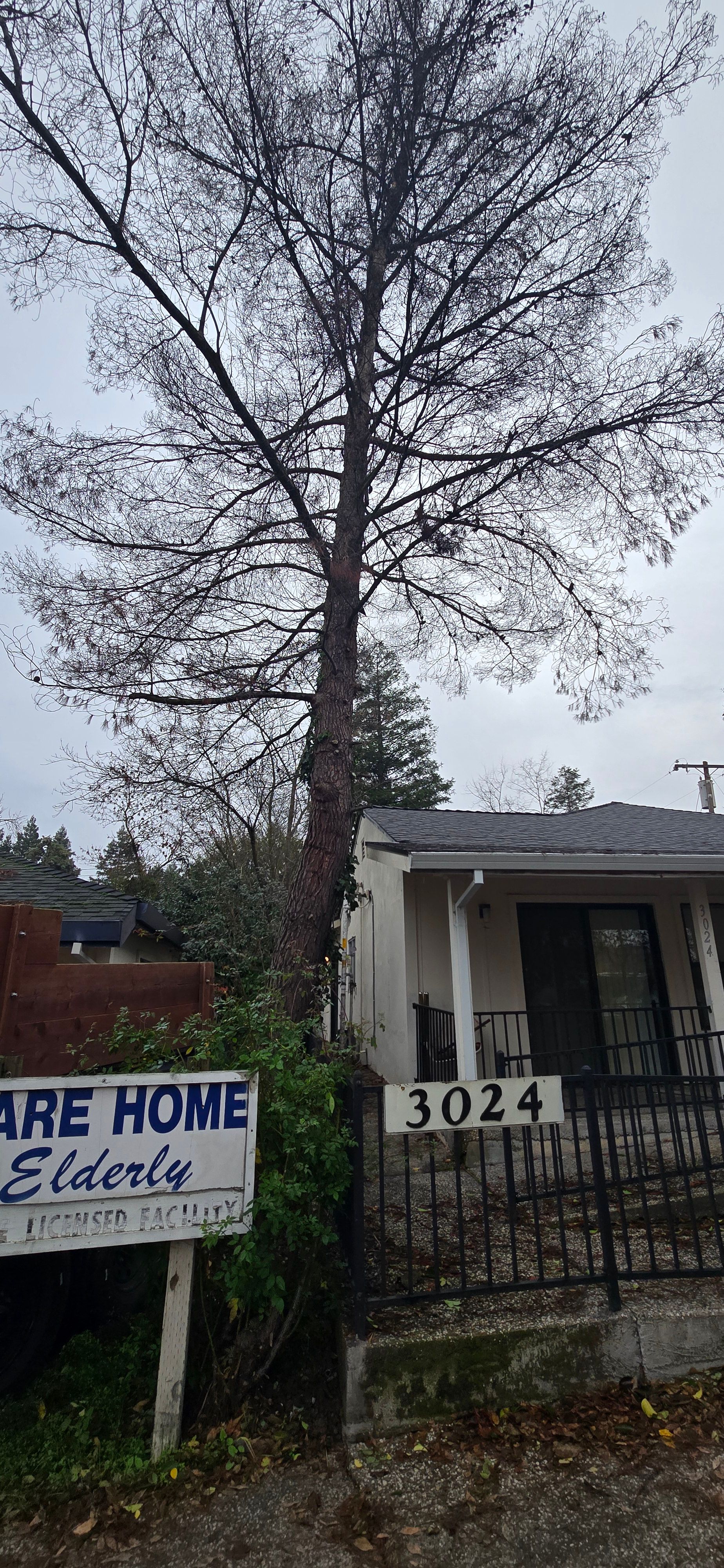  for George Staddan's Professional Tree Care in Placerville, CA