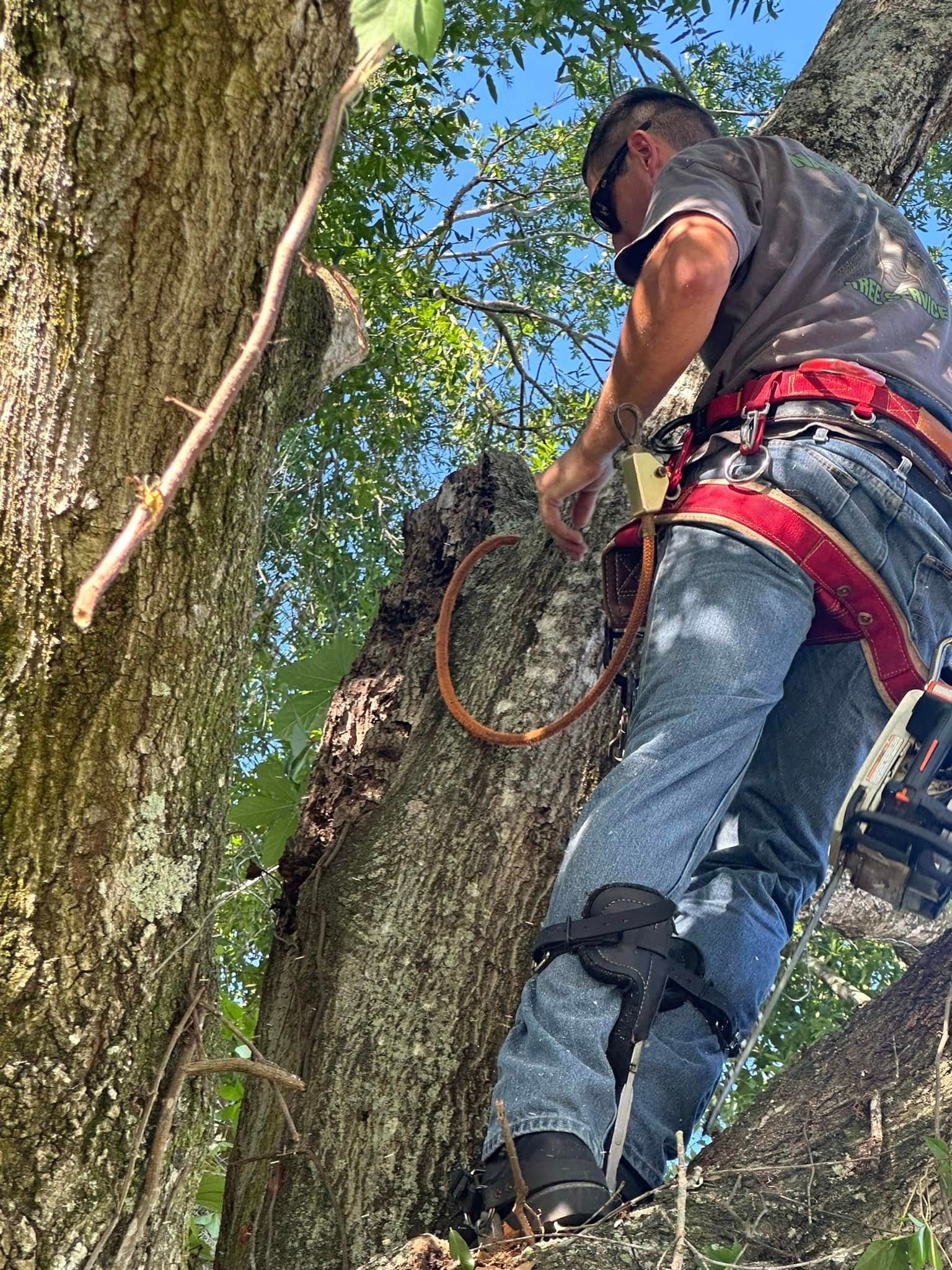  for Narrow Path Tree Service in Deland, FL