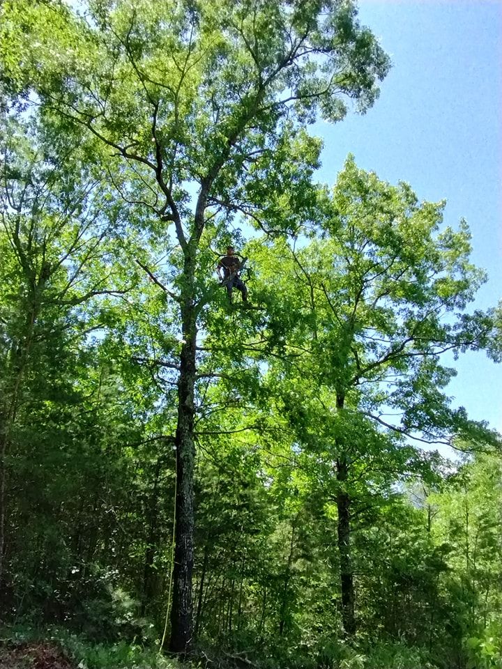  for Wade's Family Tree Service in Townsend, TN
