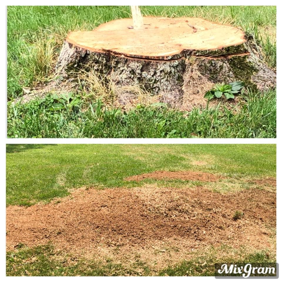 All Photos for Mad Dust Stump Grinding in Howard County, MD