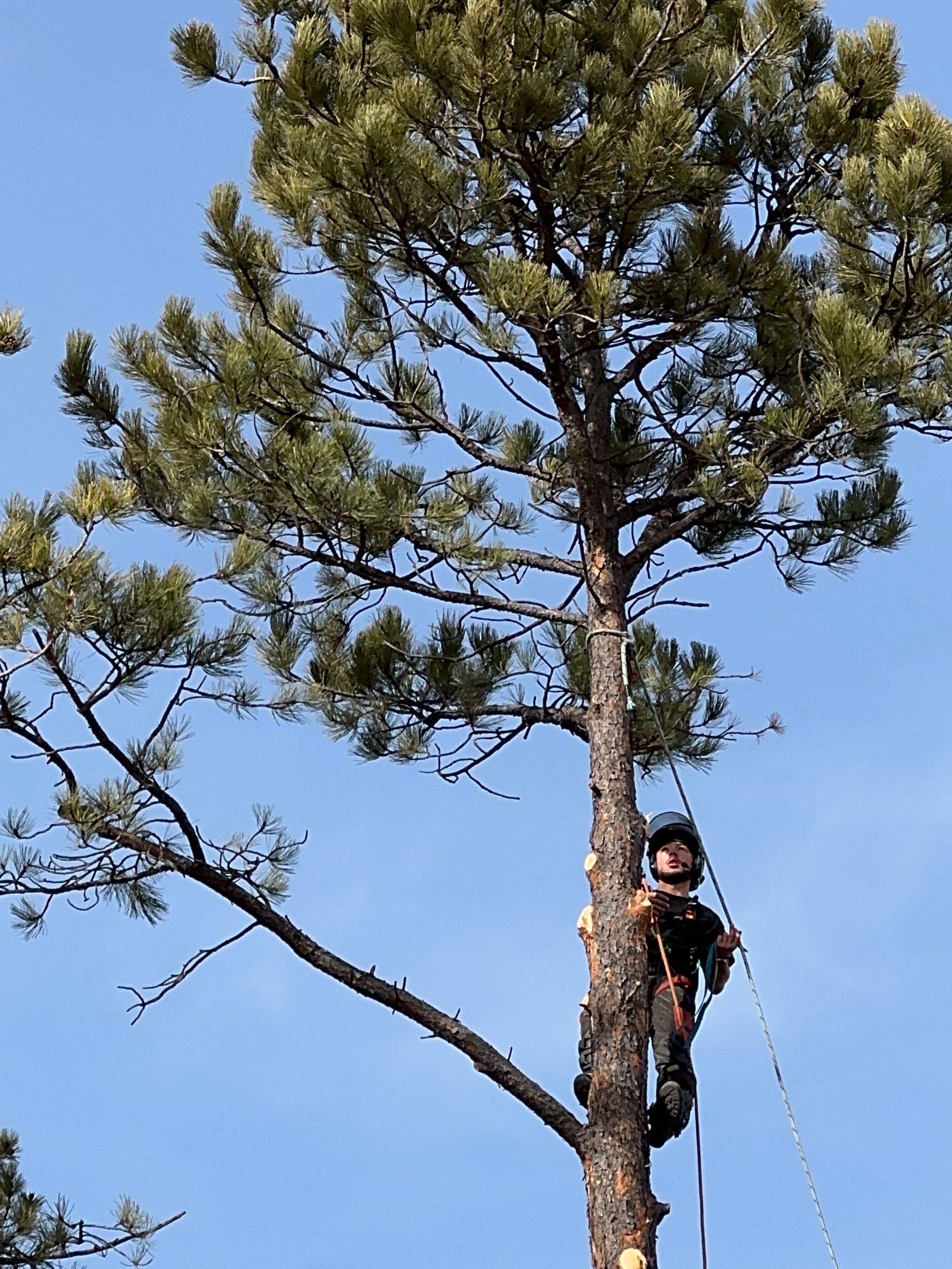  for Elevated Tree Care in Gillette, WY