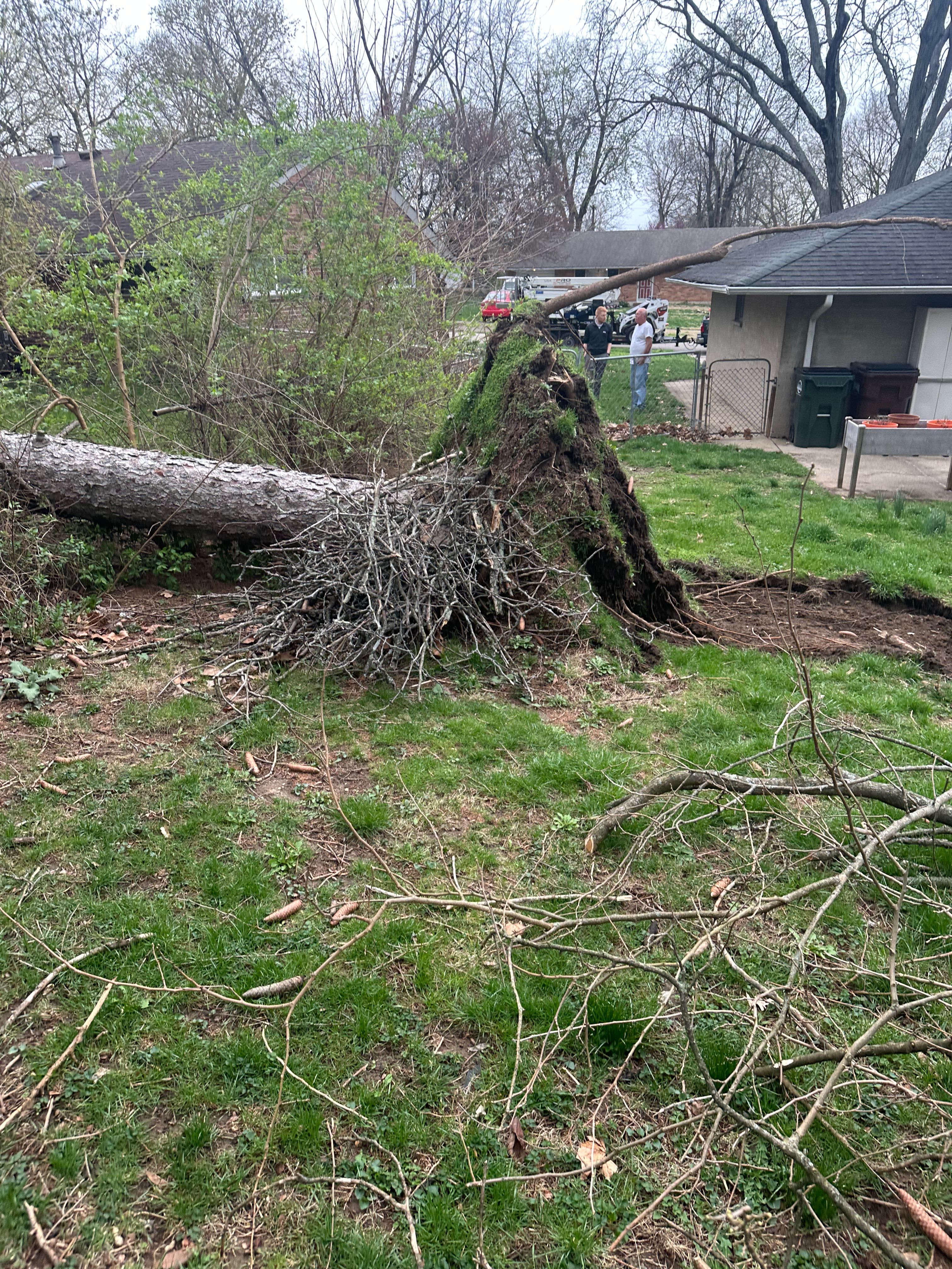 All Photos for Pro Tree Trim & Removal, Llc in Dayton, OH