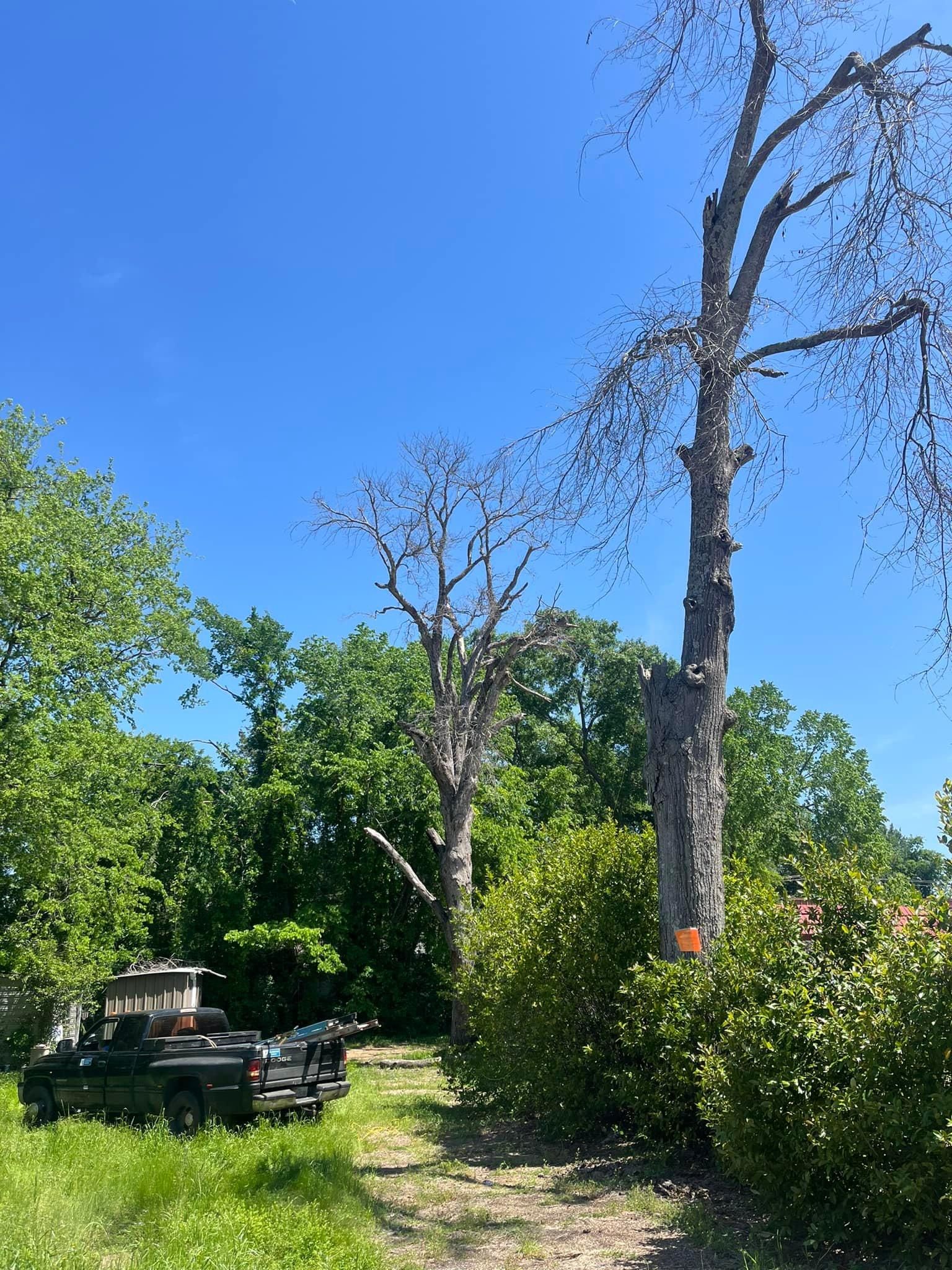 All Photos for Banda’s Tree Service And Lawn Care in Tyler, TX