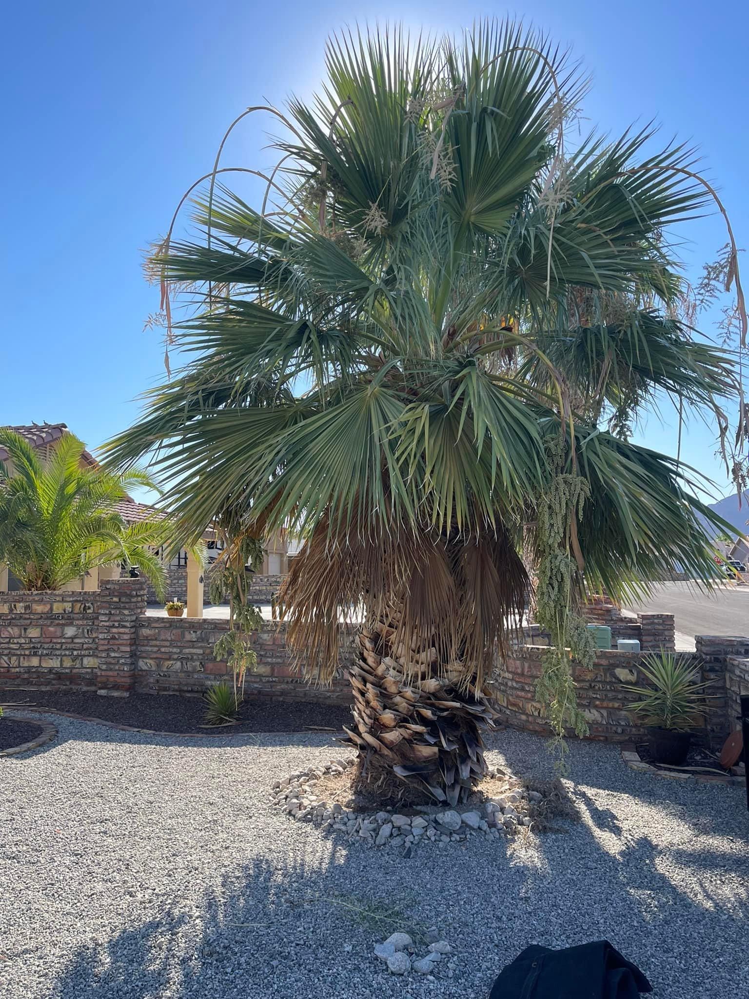  for Oliver L. Palm & Tree services in Yuma County, AZ