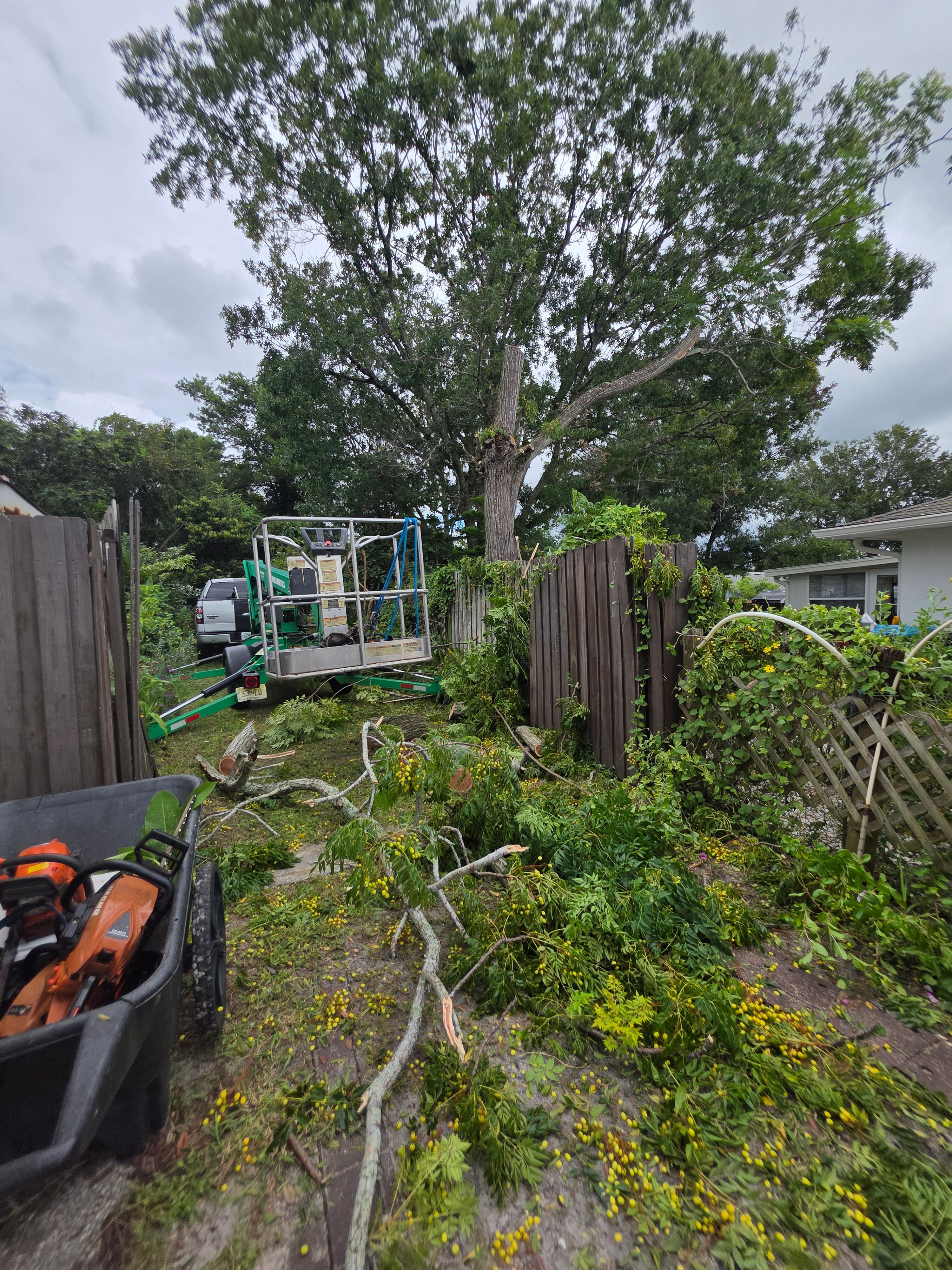 All Photos for Highlife Tree Care And Landscaping in Altamonte Springs, FL