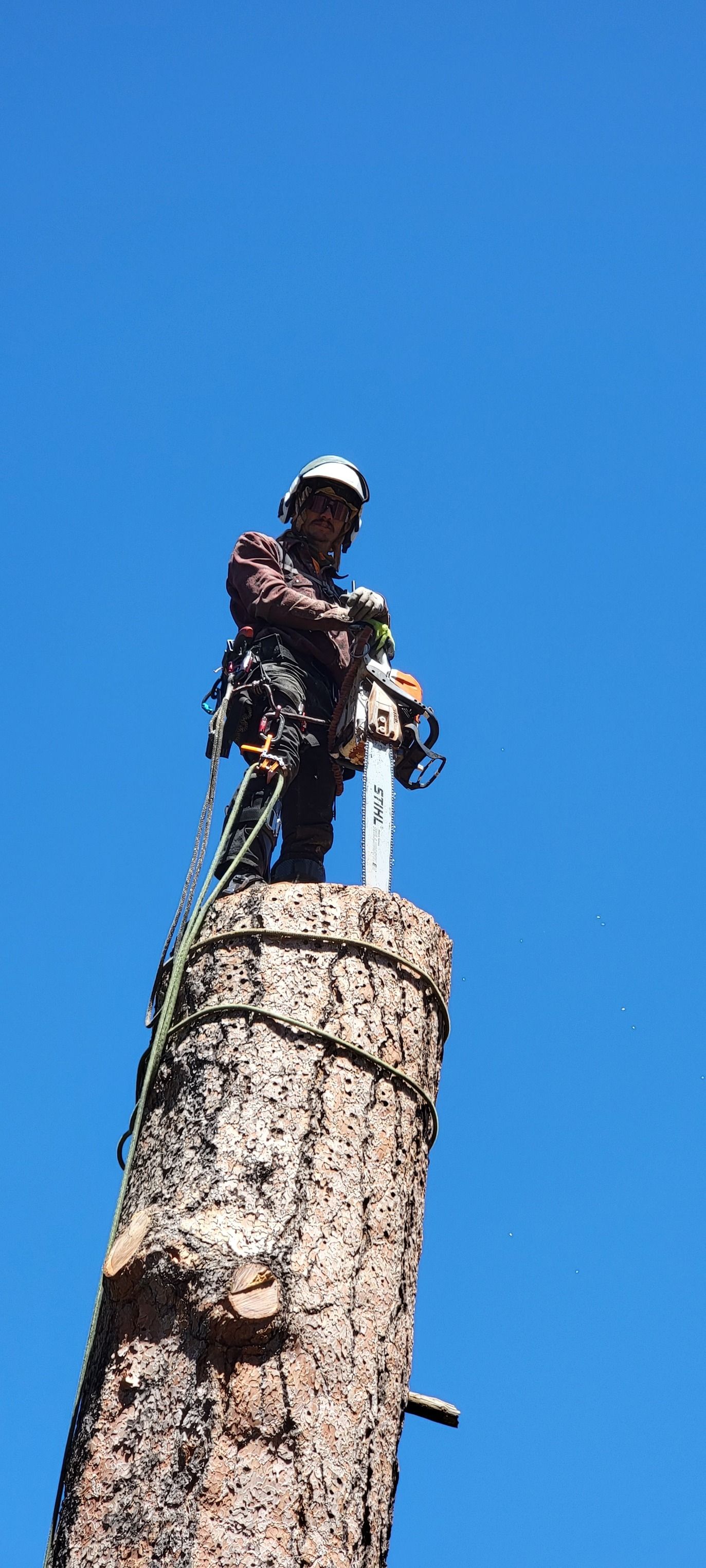  for StockPro Tree Specialists in Show Low, AZ