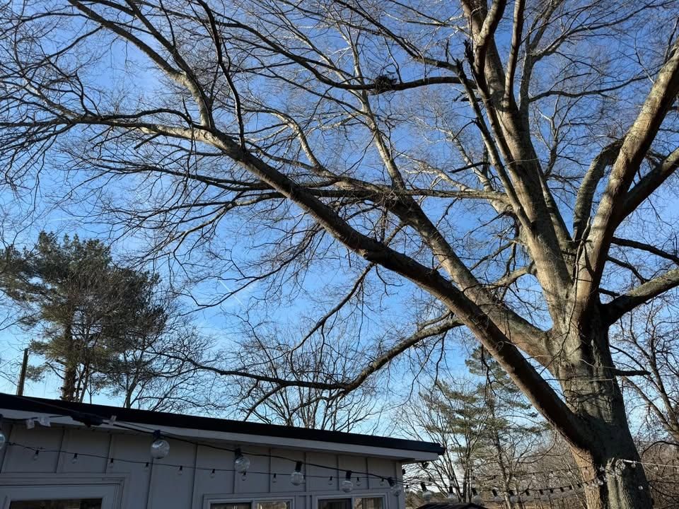  for Down South Tree Care and Landscaping in Maiden, NC