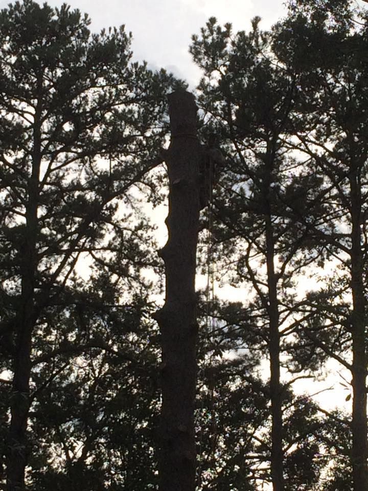  for Jeff’s Tree Service in Southside, AL