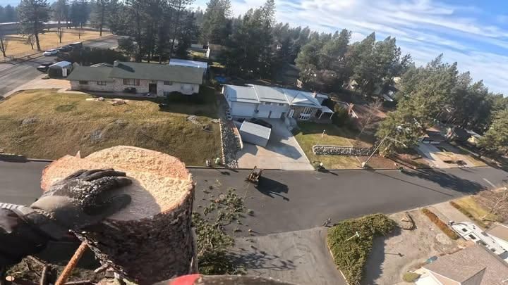  for IOL TREE EXPERTS in Spokane Valley, WA