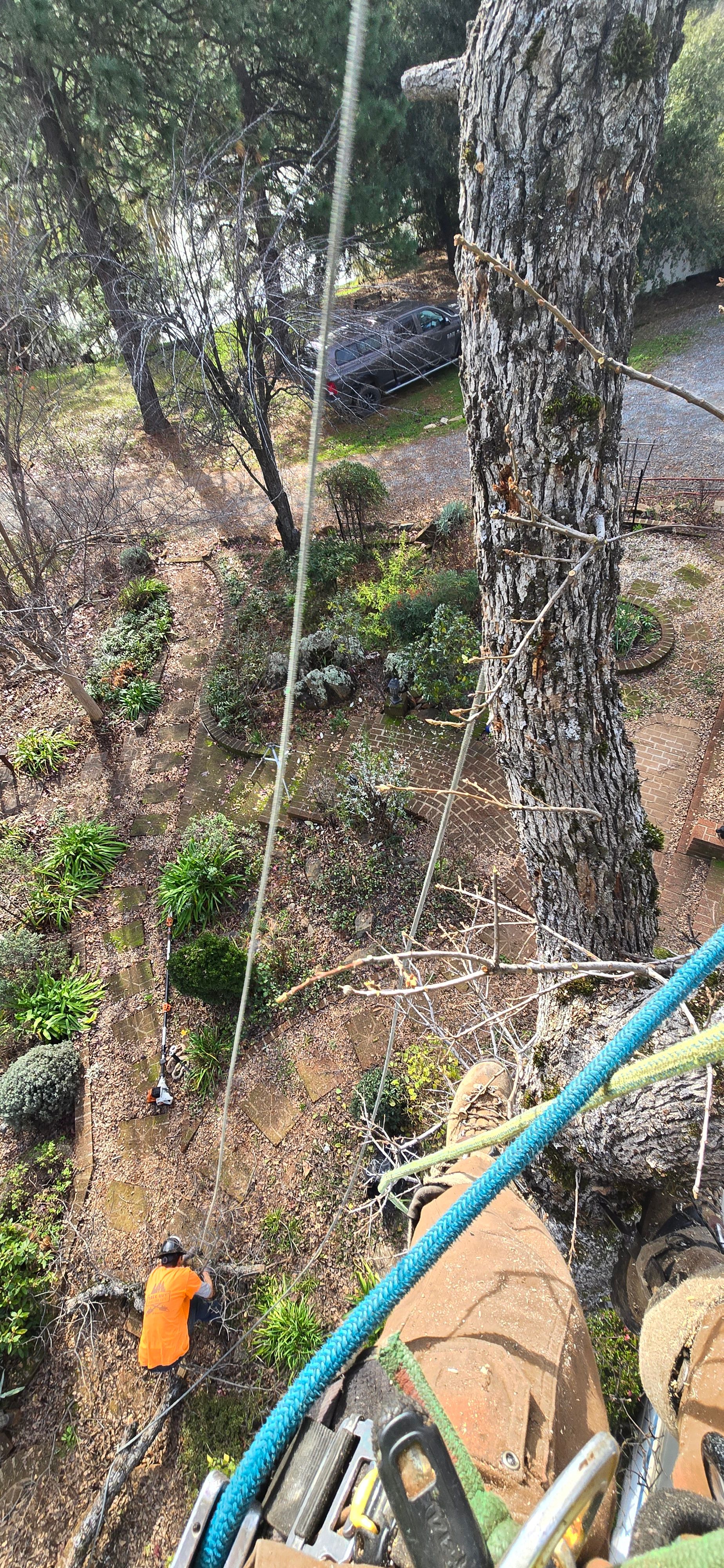  for George Staddan's Professional Tree Care in Placerville, CA