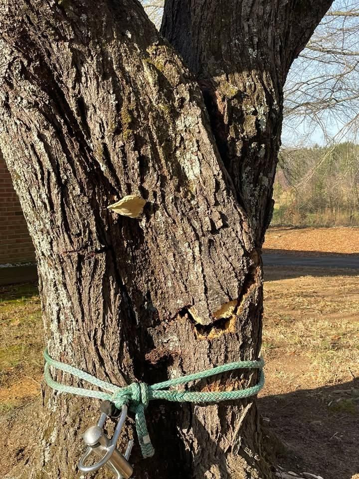  for Down South Tree Care and Landscaping in Maiden, NC