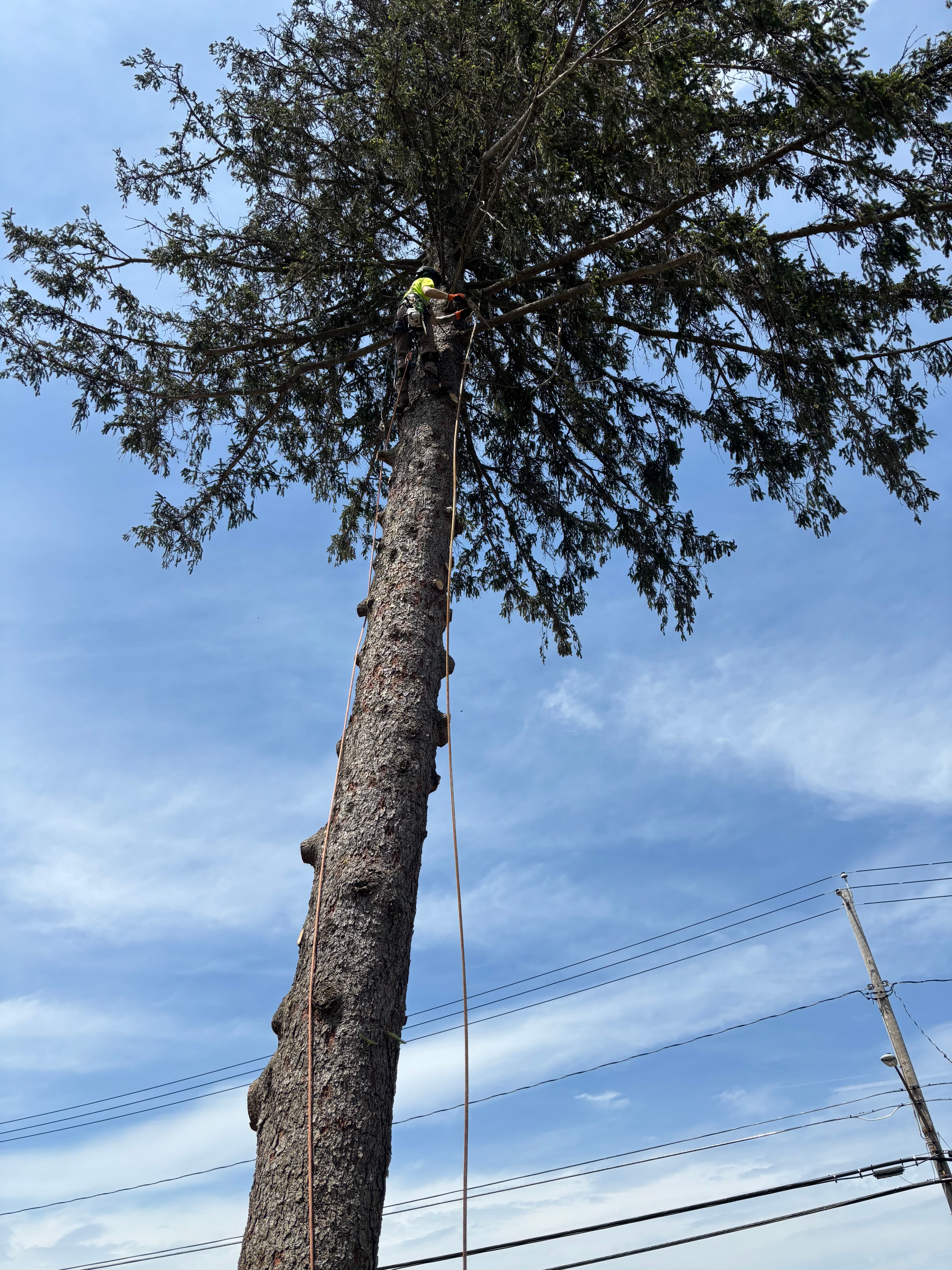All Photos for Sterlings Tree Removal in Cobleskill, New York