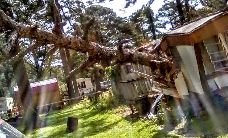  for Professional Tree Service USA in Chattanooga, TN