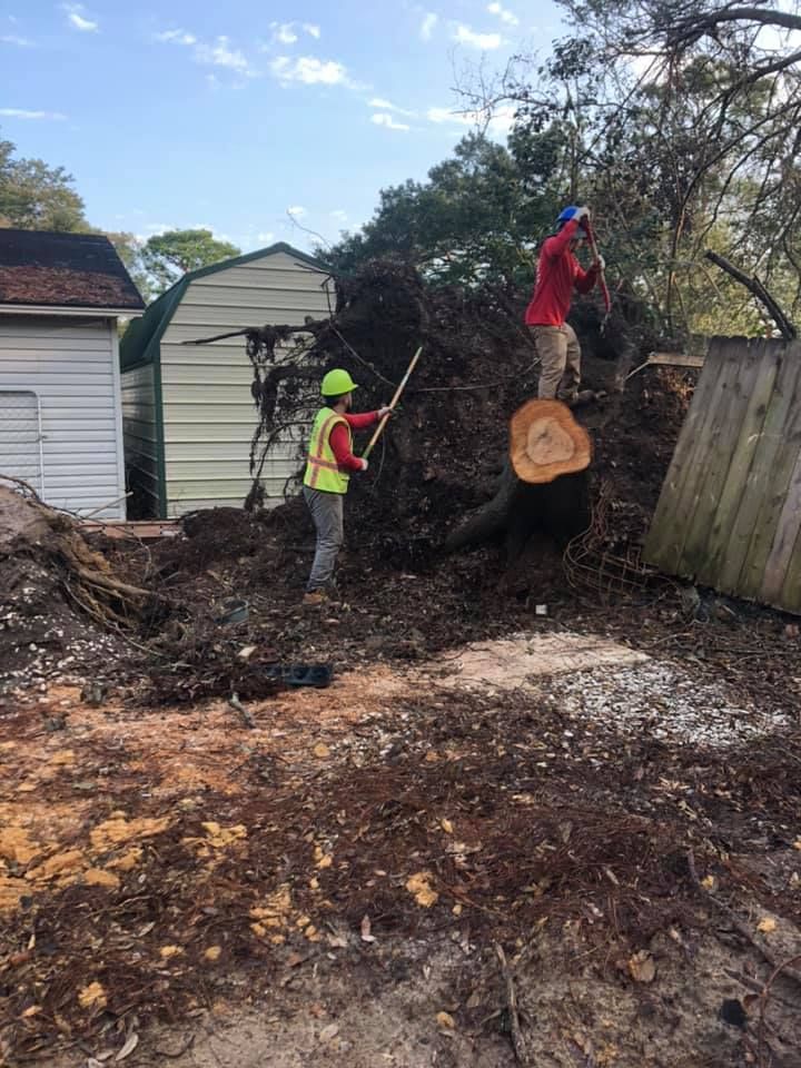  for Falcon stump grinding Tree services in Loganville, GA