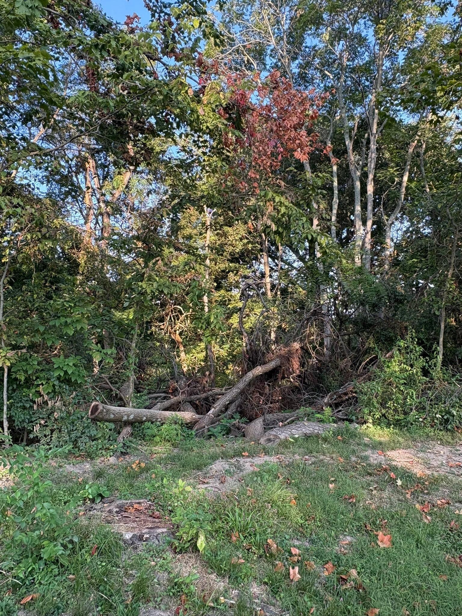  for Dig-It Tree Company in , 
