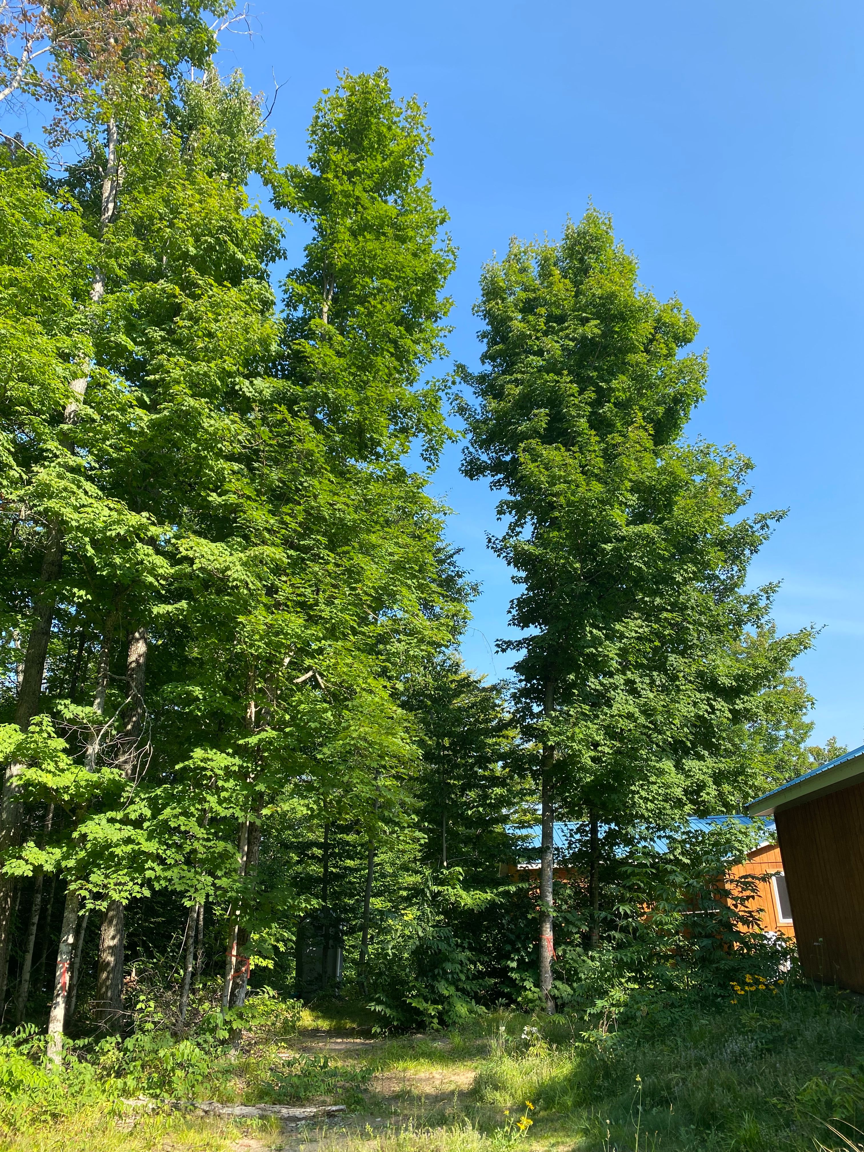 Tree Removal for Bear Creek Tree Service LLC in Rudyard, MI