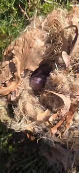  for Beach Tree Care in Virginia Beach, VA