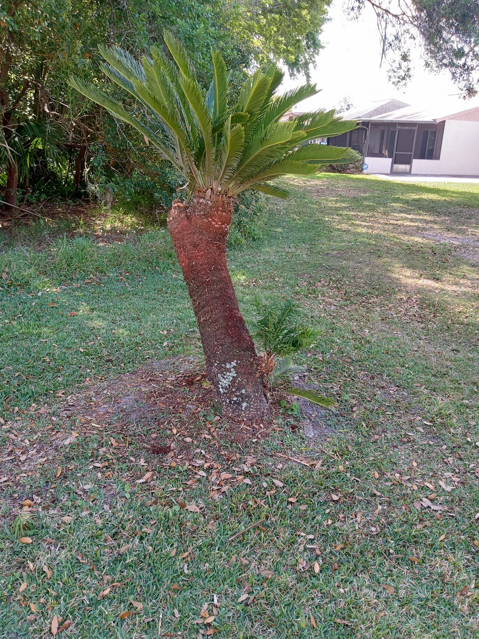  for A Southern Style Tree Service in Orlando, FL