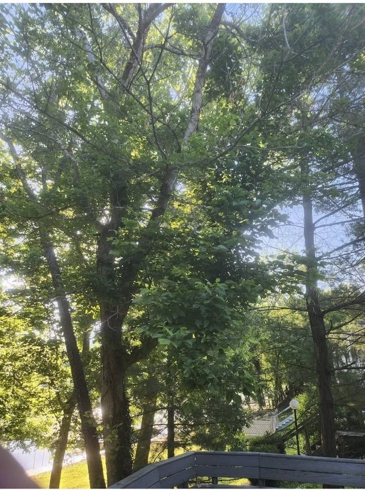  for Carpenter's Tree Service in Aurora, IN