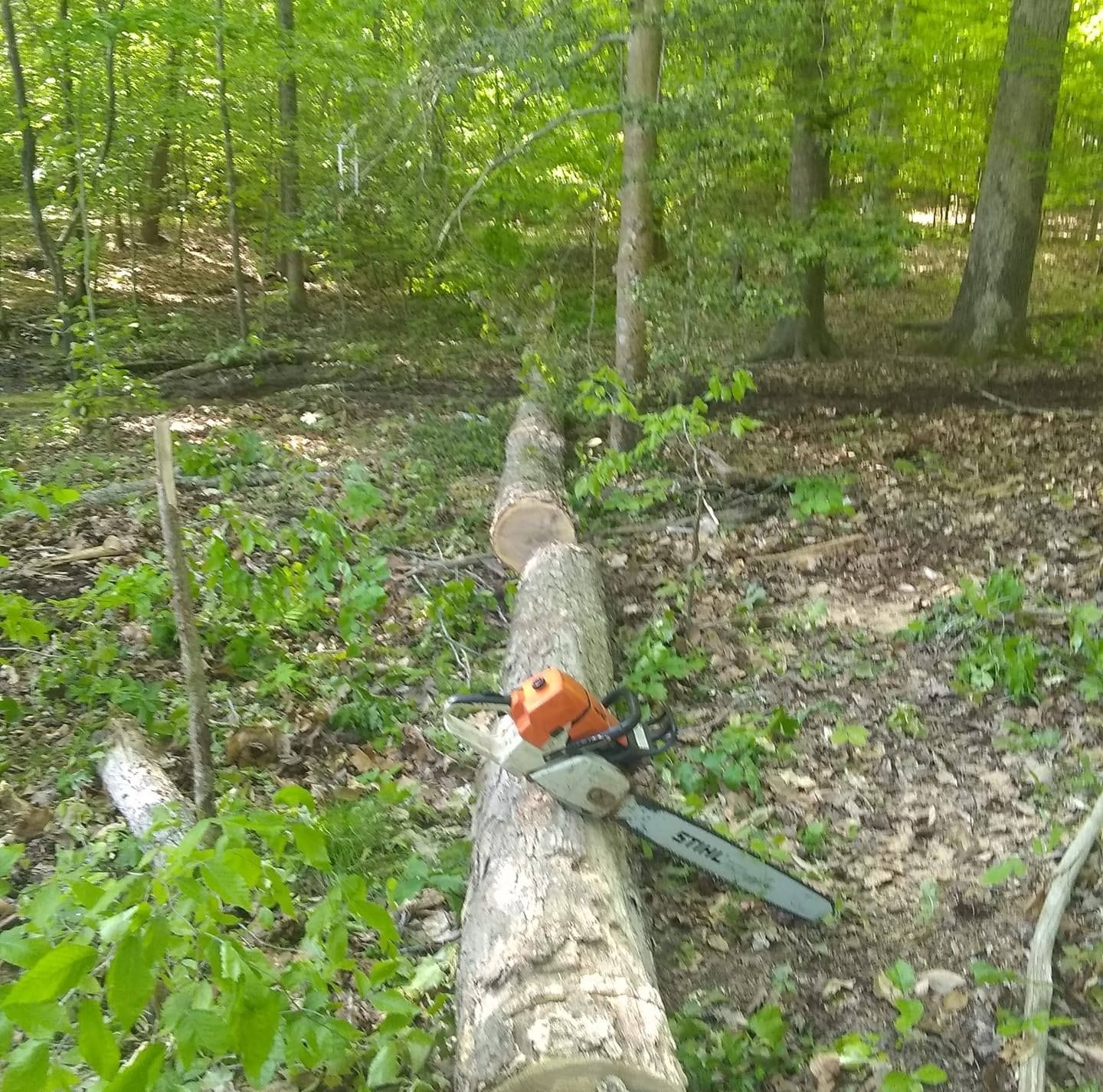 Tree Removal for Mario's Tree Service in Richmond, VA