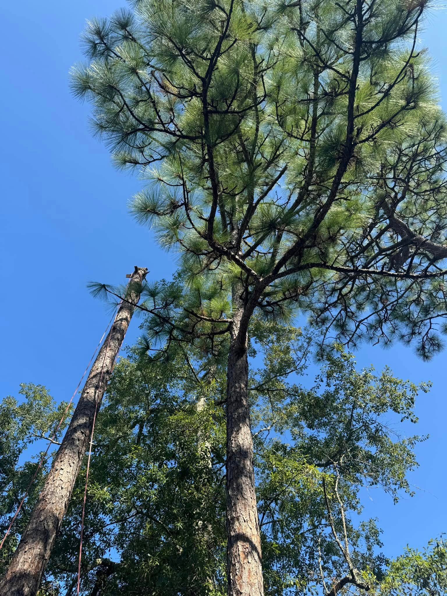  for Oklahoma Tree Guy in Bartlesville, OK