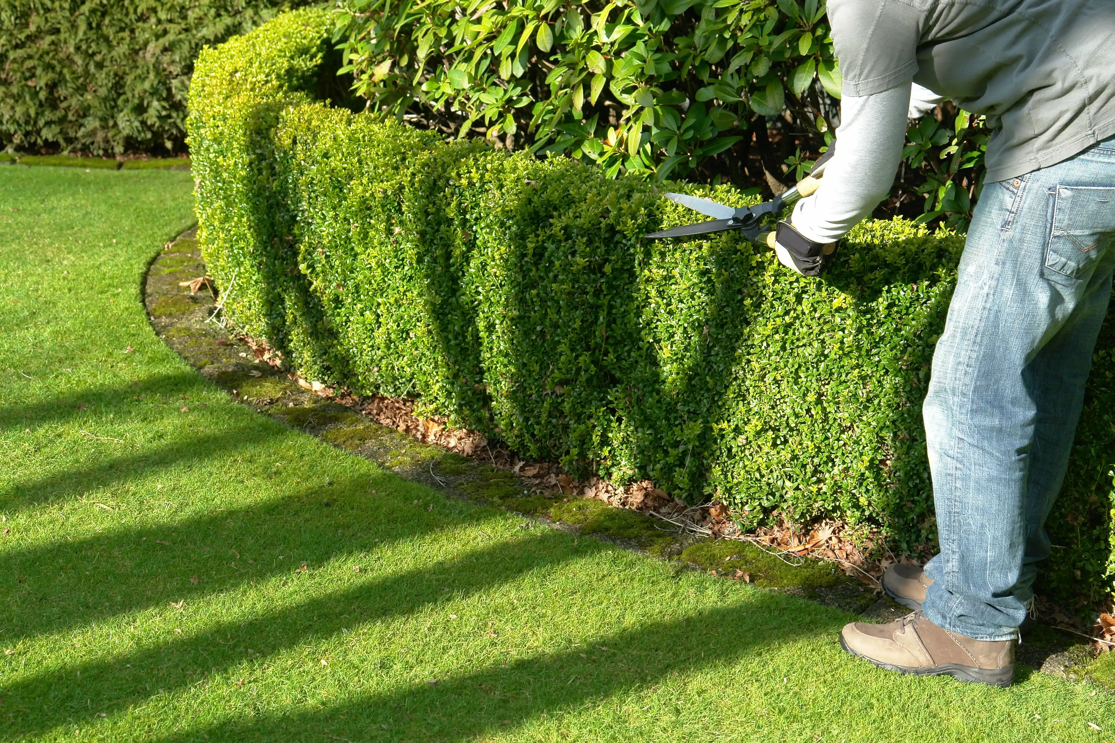 Shrub Trimming for Voyager Automated Solutions in Lebanon, OH