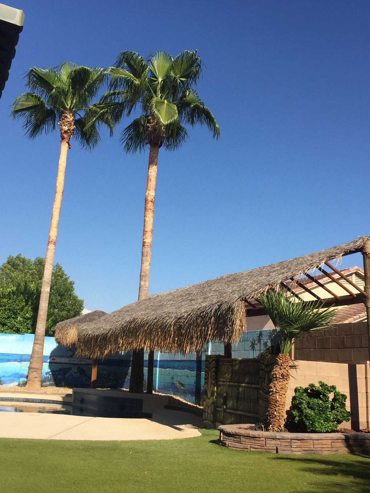 Palm Tree Trimming for Bobbys Palm and Tree Service LLC in Surprise, AZ