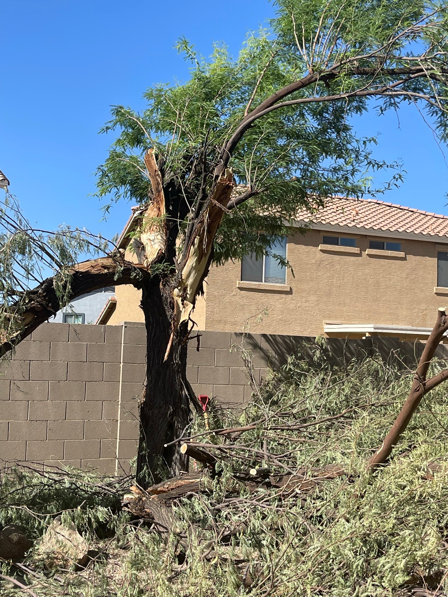 Tree Removal for Bobbys Palm and Tree Service LLC in Surprise, AZ