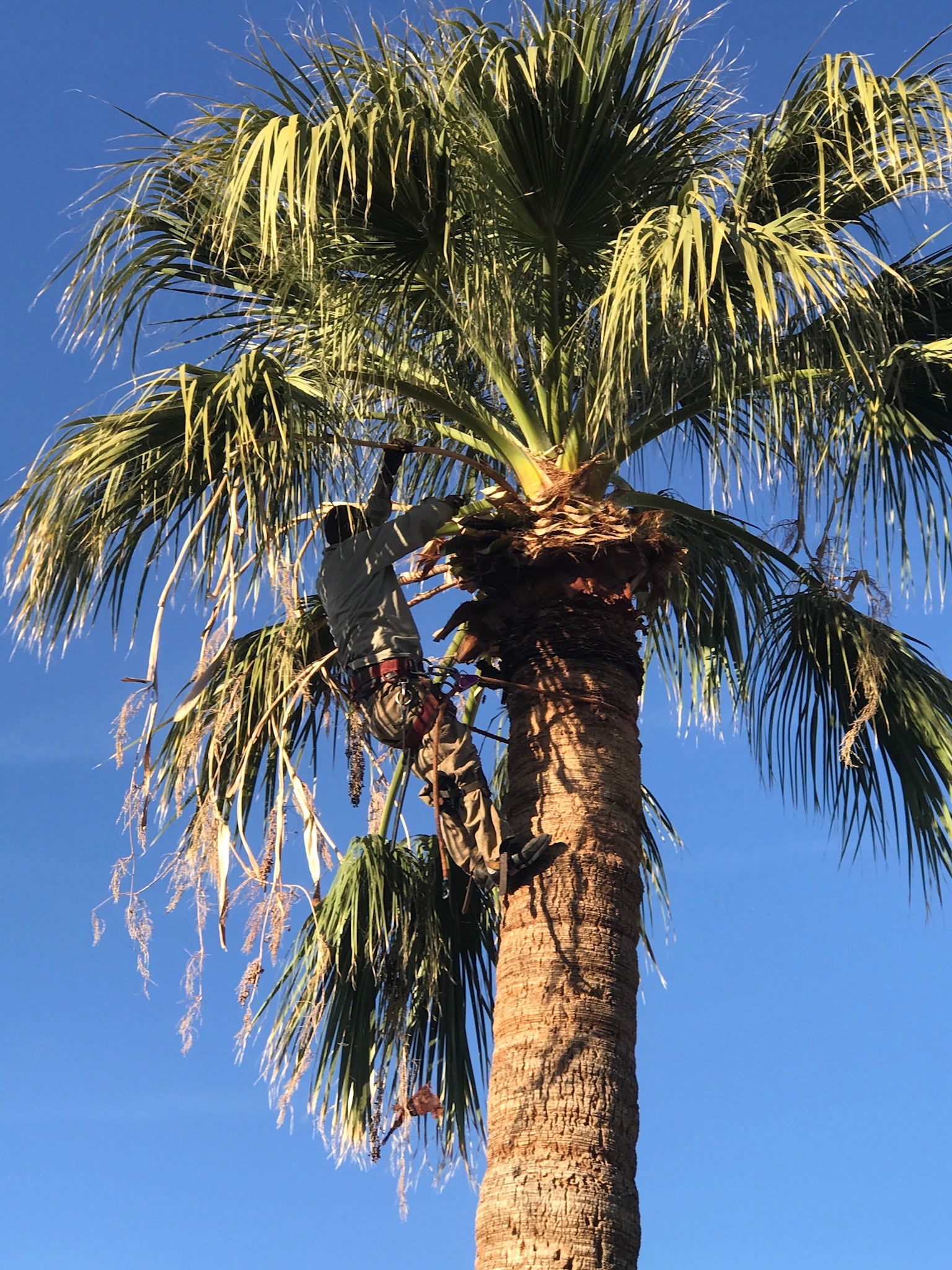 Palm Tree Trimming for Bobbys Palm and Tree Service LLC in Surprise, AZ