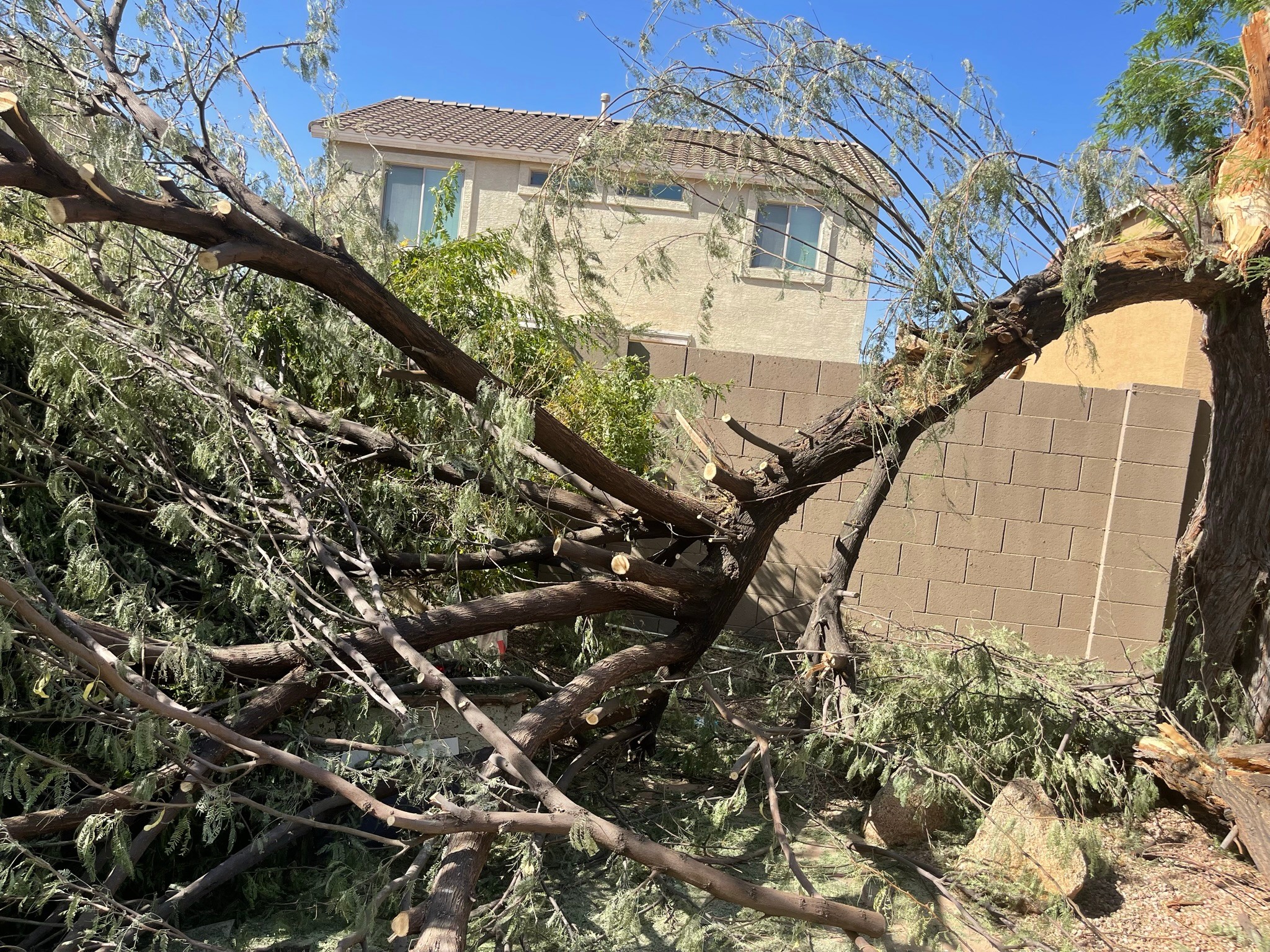 Tree Removal for Bobbys Palm and Tree Service LLC in Surprise, AZ