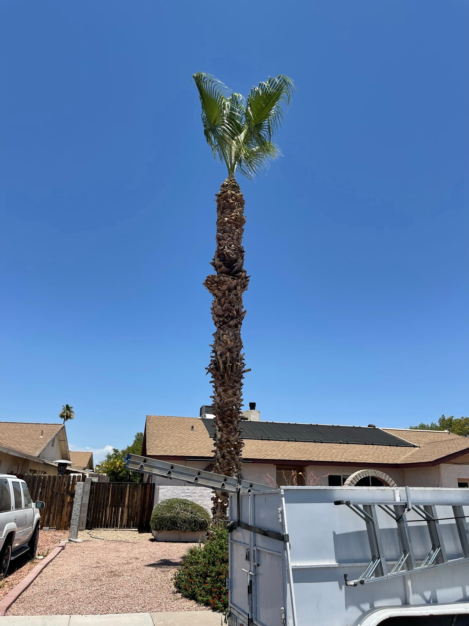 Palm Tree Trimming for Bobbys Palm and Tree Service LLC in Surprise, AZ
