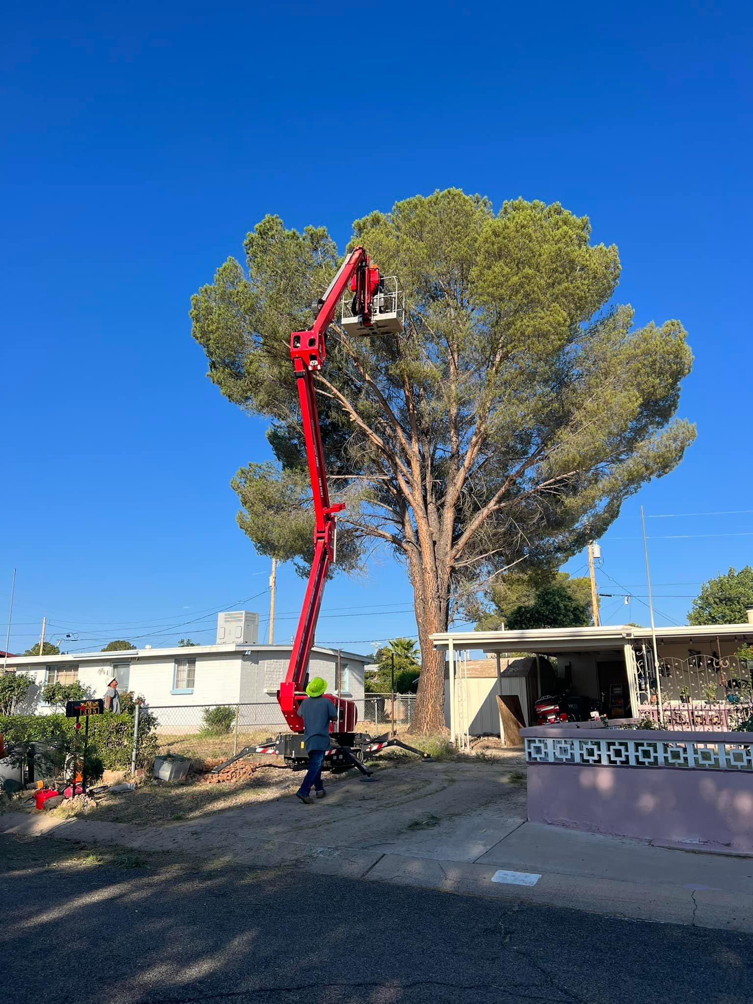 Stump Removal for By Faith Landscaping in Sierra Vista, AZ