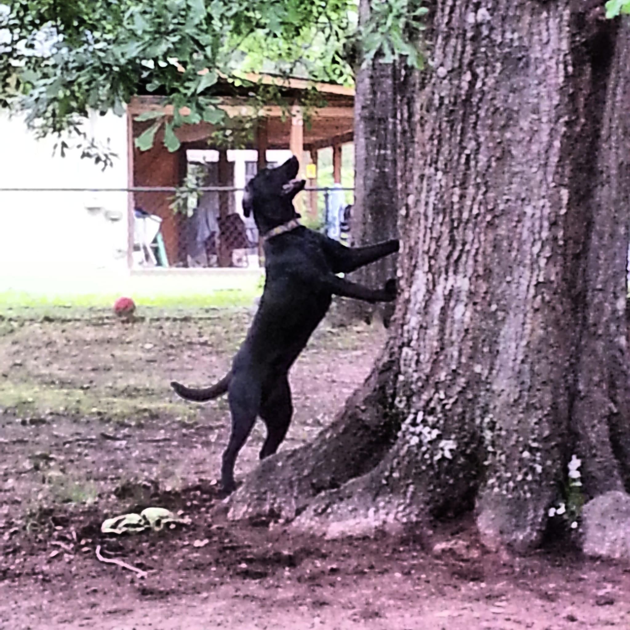 All Photos for Muddy Paws Landscaping in Lugoff, SC