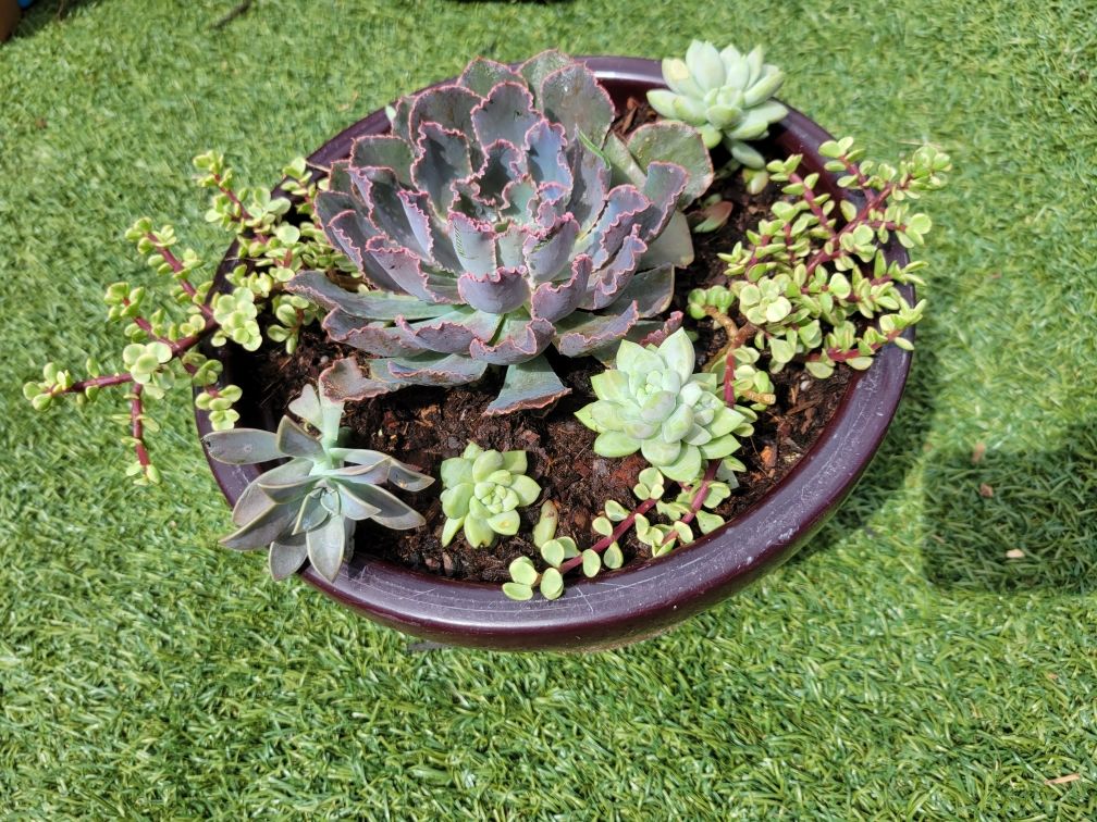Plant Bouquets for Lawn Caring Guys in Cape Coral, FL