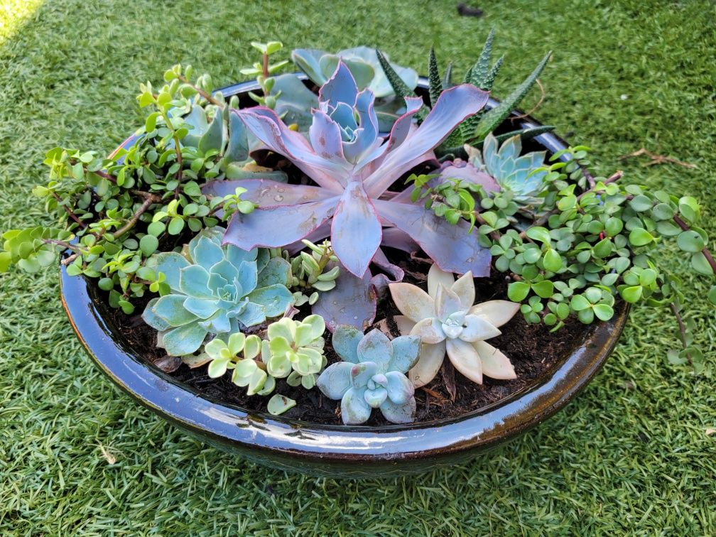 Plant Bouquets for Lawn Caring Guys in Cape Coral, FL