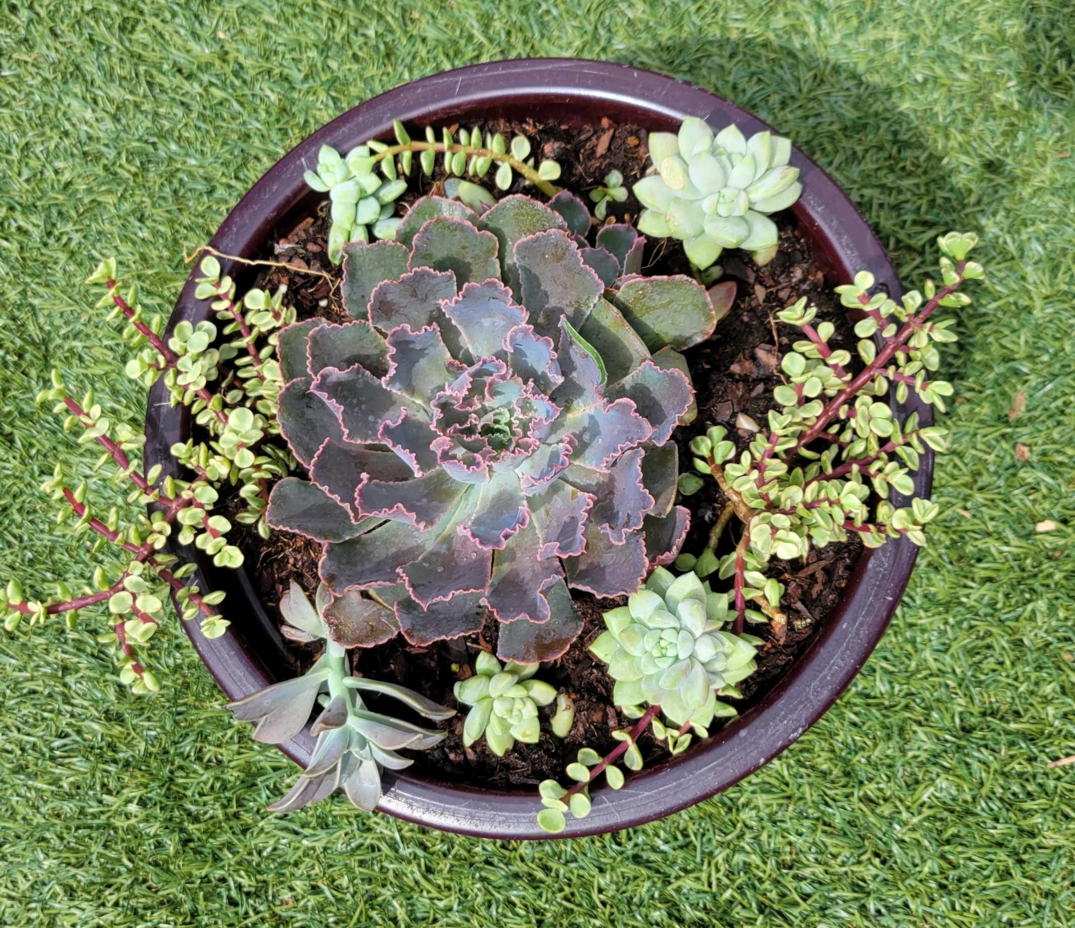 Plant Bouquets for Lawn Caring Guys in Cape Coral, FL