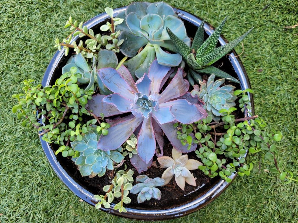 Plant Bouquets for Lawn Caring Guys in Cape Coral, FL