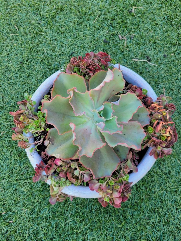 Plant Bouquets for Lawn Caring Guys in Cape Coral, FL