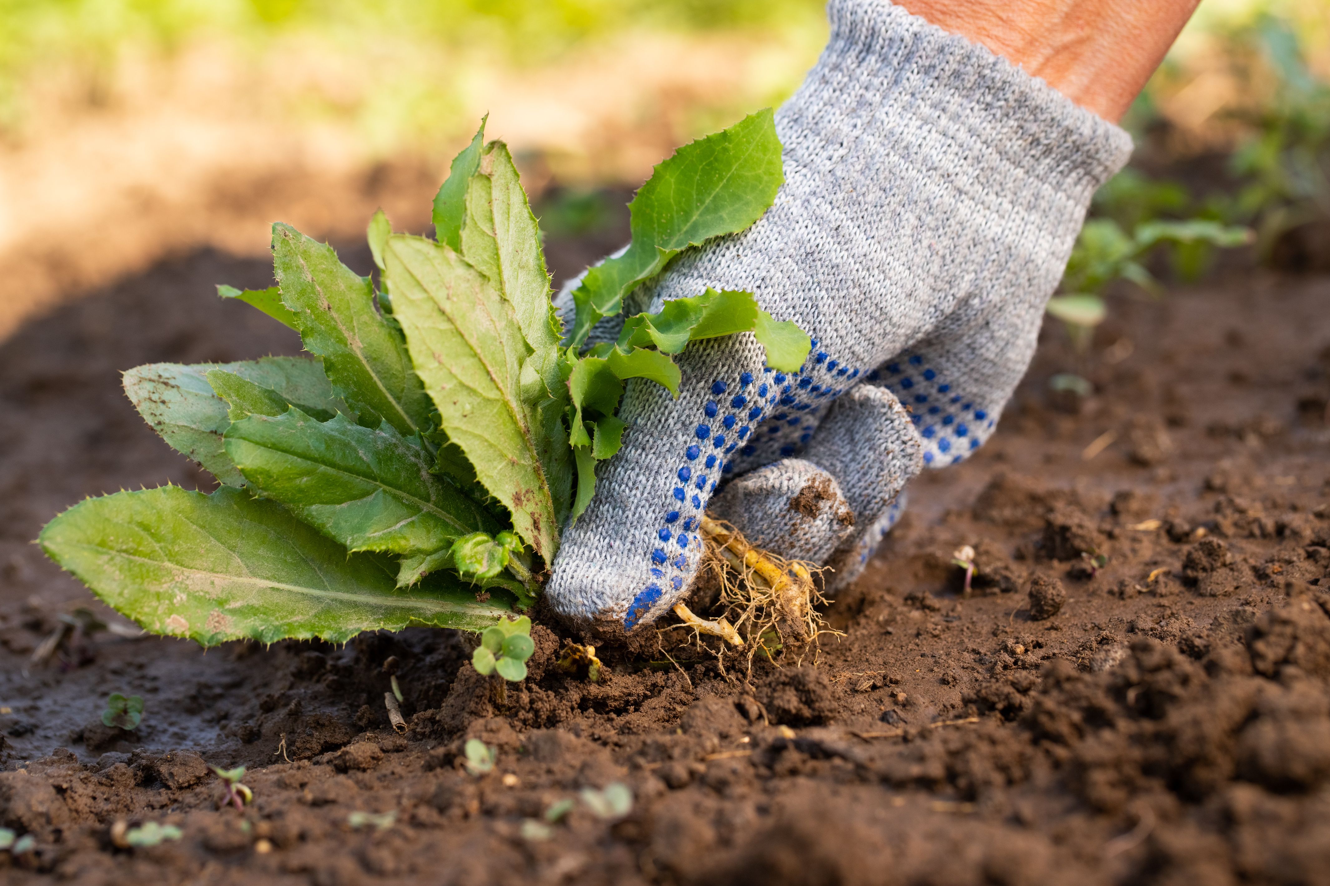 Weed Control for The After Effect LLC in Louisville, KY