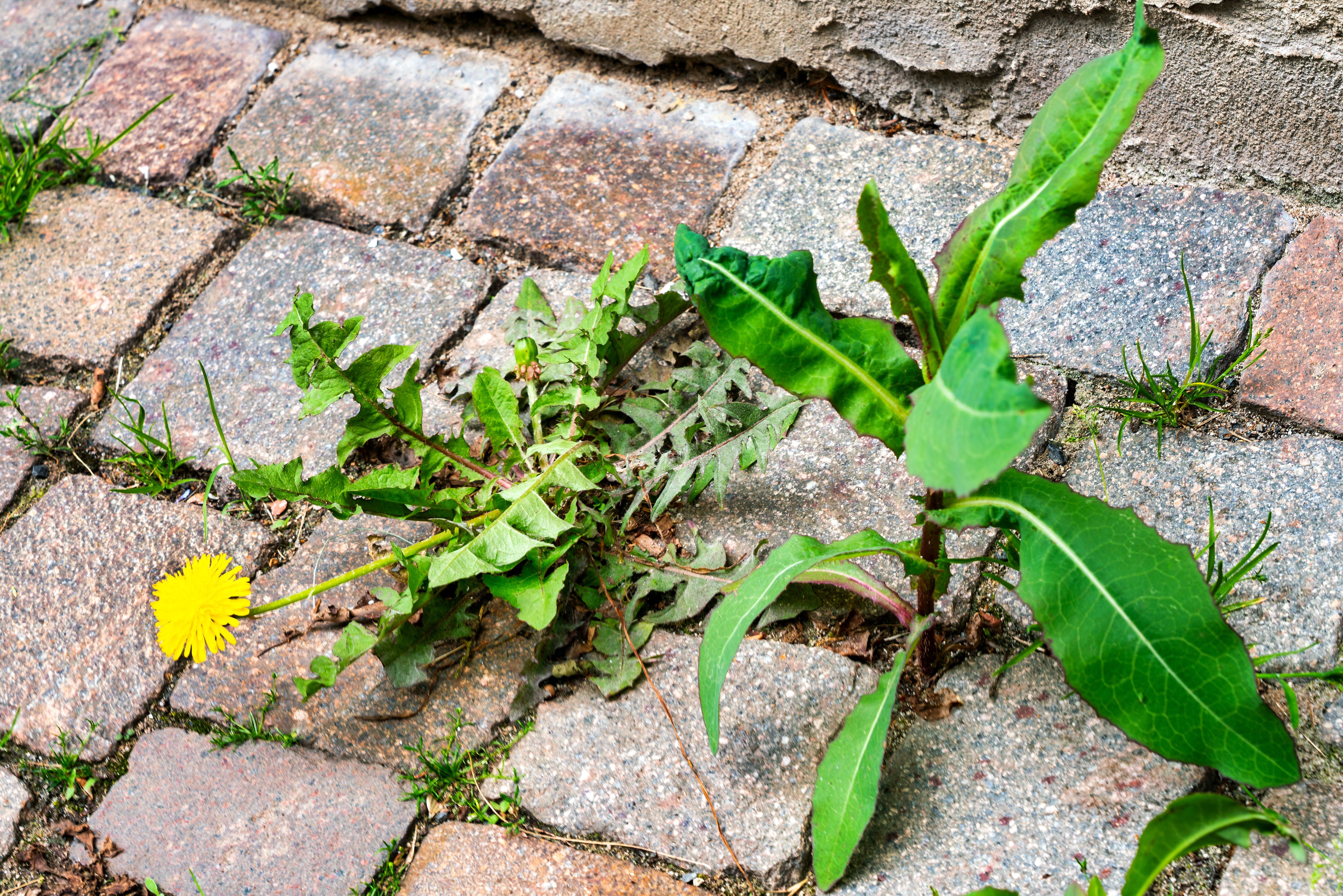 Weed Control for The After Effect LLC in Louisville, KY